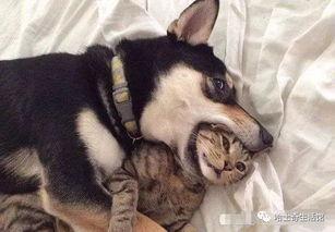 二狗爆料黑料视频