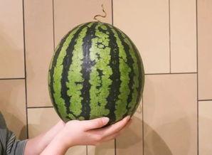 一起来吃瓜1.2.5,揭秘1.2.5版本背后的精彩故事